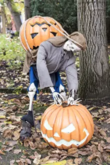 Pumpkins: Halloween display using pumpkins and skeleton in