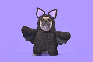 Halloween: Halloween dog costume. French Bulldog wearing fu