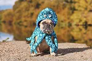 Silly: Halloween dog costume. French Bulldog wearing funny
