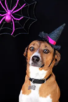 170422: Halloween dog pet portrait