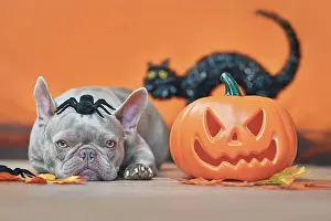 Carving: Halloween French Bulldog dog with carved pumpkin