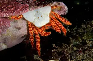 Shell: Halloween Hermit Crab