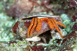 Line: Halloween Hermit Crab