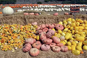 Sale: Halloween Pumpkins - for sale