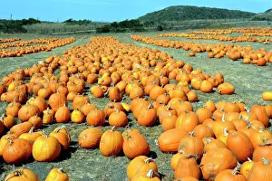 Sale: Halloween Pumpkins - for sale