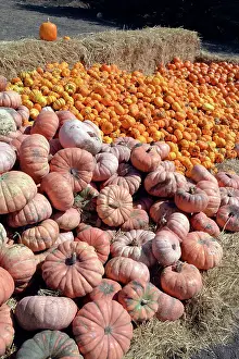Sale: Halloween Pumpkins - for sale