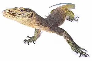 Claw: The Halmahera monitor (Varanus yuwonoi) was only