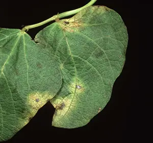 Bacterial: Halo blight on Bean