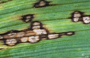 Halo: Halo Spot (Selenophoma donacis) on barley