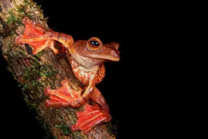 Sarawak: Halrequin Flying Frog (Rhacophorus pardalis). Borneo