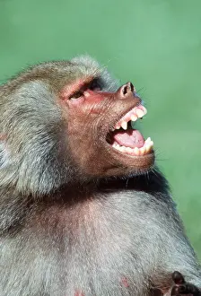 Laughing: HAMADRYAS BABOON