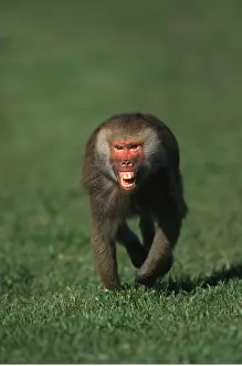 Scary: HAMADRYAS BABOON - aggressive, teeth bared, running