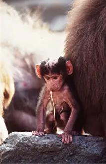 Baboons: HAMADRYAS BABOON - baby with straw in mouth