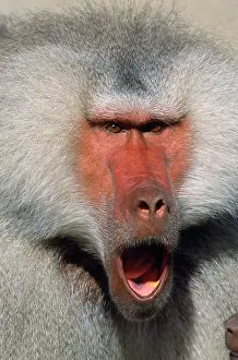 Ingrid Van Den Berg: Hamadryas BABOON - calling