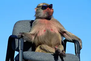 Anthropomorphic: Hamadryas Baboon on chair with sunglasses