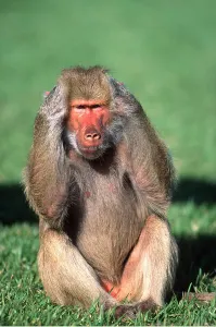 Baboons: HAMADRYAS BABOON - covering ears with hands hear no evil