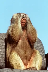 Hands: HAMADRYAS BABOON - covering eyes with hands - see
