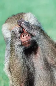 Hands: HAMADRYAS BABOON - covering face with hands see no evil