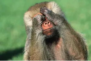 Hands: HAMADRYAS BABOON- covering face with hands see no evil