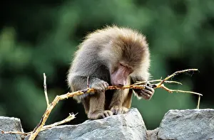 Hamadryas: Hamadryas Baboon - feeding on barkS