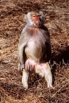 Baboons: HAMADRYAS BABOON - female standing up