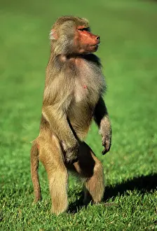 Anthropomorphic: Hamadryas Baboon - female standing on hind legsS