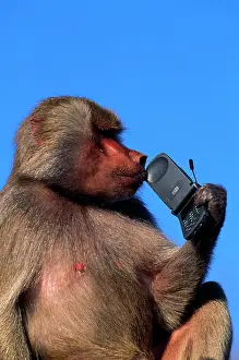 Phone: Hamadryas Baboon - with mobile (cell) phone