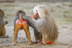 Baboons: Hamadryas baboon (Papio hamadryas) delouse each other