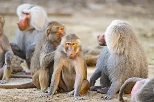 Baboons: Hamadryas baboon (Papio hamadryas) group sitting