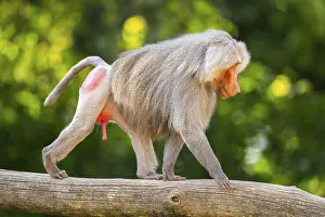Baboons: Hamadryas baboon (Papio hamadryas) male walking