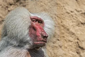 Baboon: Hamadryas baboon (Papio hamadryas) (Simia hamadr