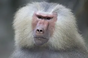 Singapore: Hamadryas baboon Papio hamadryas Singapore Zoo MA003469