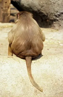 Hamadryas: Hamadryas Baboon - rear view
