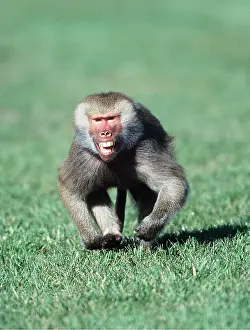 Baboons: HAMADRYAS BABOON - RUNNING