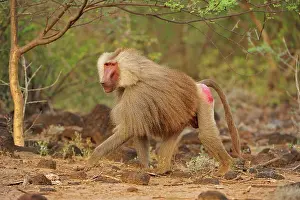Awash: Hamadryas Baboon / Sacred Baboon / White Baboon