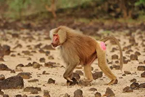 Awash: Hamadryas Baboon / Sacred Baboon / White Baboon