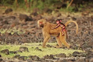 Awash: Hamadryas Baboon / Sacred Baboon / White Baboon