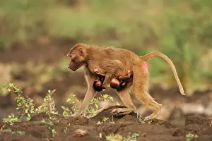 Awash: Hamadryas Baboon / Sacred Baboon / White Baboon