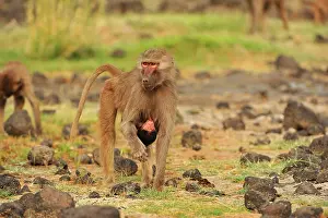 Awash: Hamadryas Baboon / Sacred Baboon / White Baboon