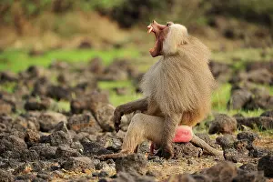 Awash: Hamadryas Baboon / Sacred Baboon / White Baboon