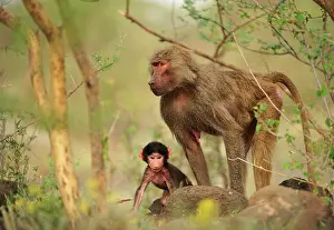 Awash: Hamadryas Baboon / Sacred Baboon / White Baboon