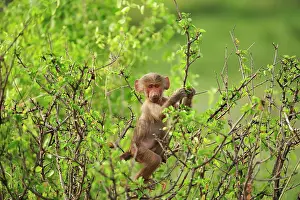 Awash: Hamadryas Baboon / Sacred Baboon / White Baboon