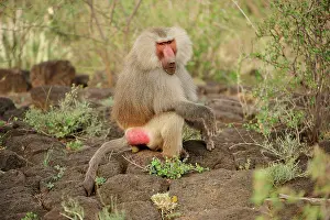 Awash: Hamadryas Baboon / Sacred Baboon / White Baboon