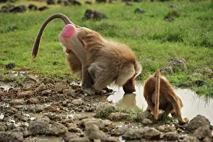 Awash: Hamadryas Baboon / Sacred Baboon / White Baboon