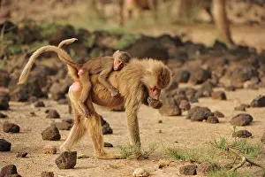 Awash: Hamadryas Baboon / Sacred Baboon / White Baboon