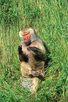 Baboons: HAMADRYAS BABOON - sitting on rock