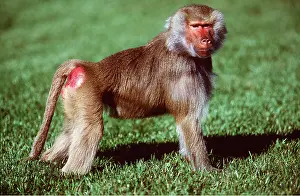Baboons: HAMADRYAS BABOON - side view