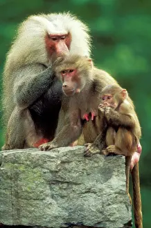 Lice: Hamadryas BABOONS - family, male delousing female with baby