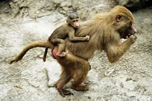 Hitchhiking: Hamadryas BABOONS - female with baby on her back