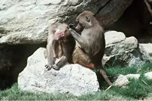 Baboons: Hamadryas Baboons - grooming